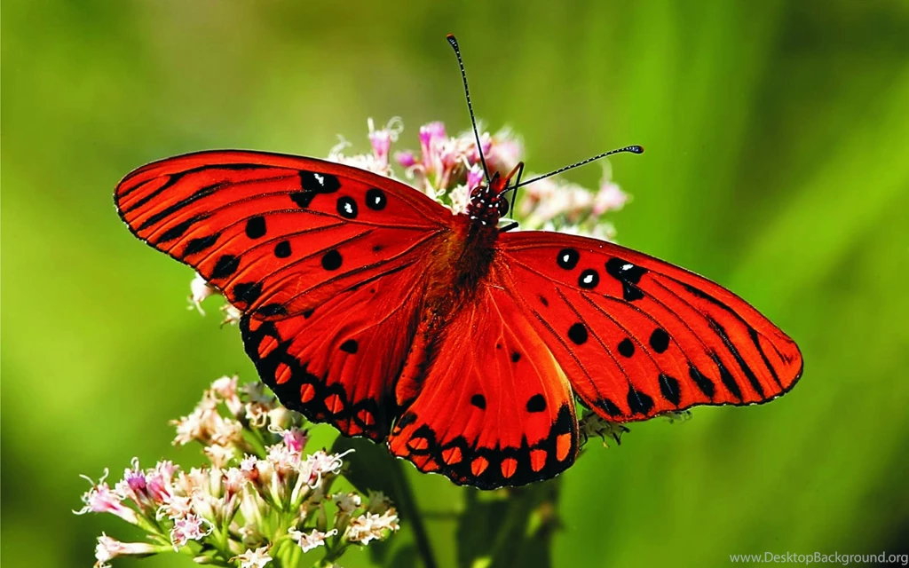 Red Butterfly Wallpapers HD 7044 HD Wallpapers Site