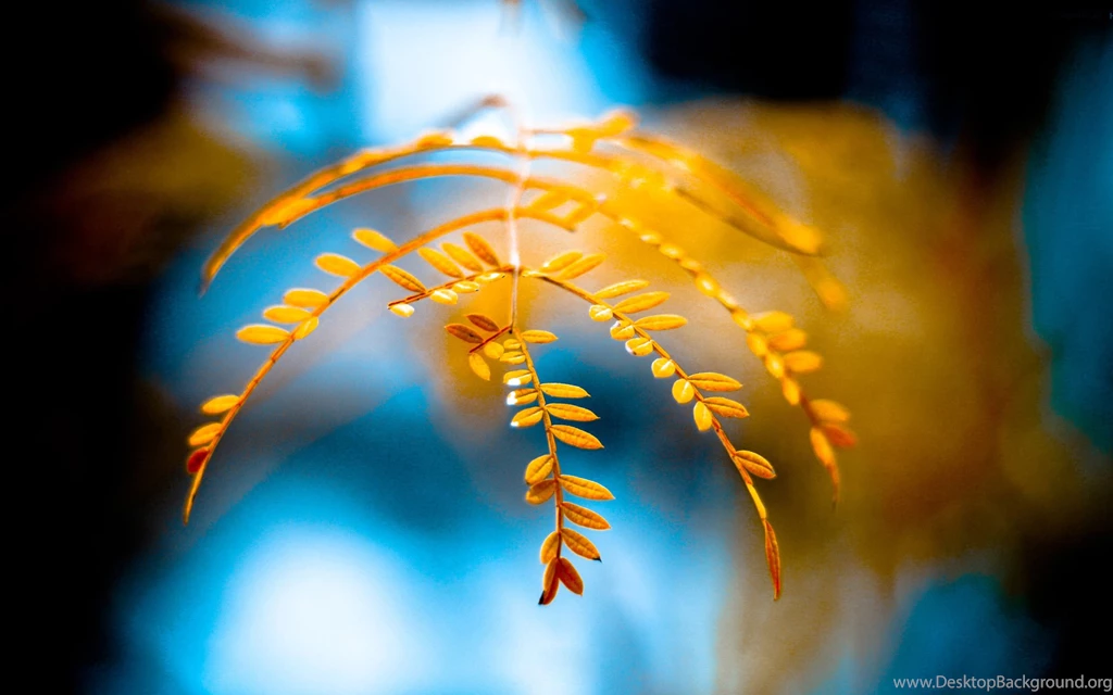 Wallpaperspoints: Golden Foliage Hd Desktop Backgrounds