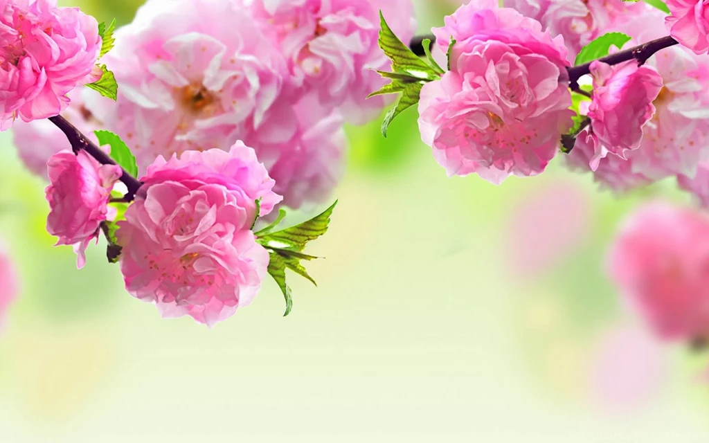 Flowers Latest Wallpapers Hd