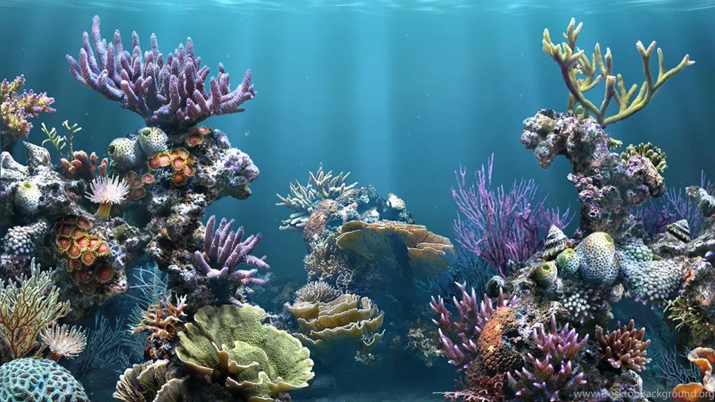 aquarium desktop backgrounds desktop backgrounds desktop background