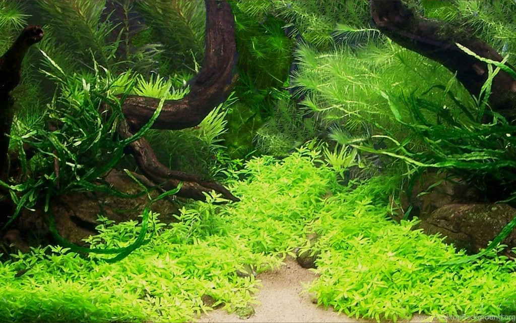 Aquarium Wallpapers Desktop Backgrounds Ndemok.com