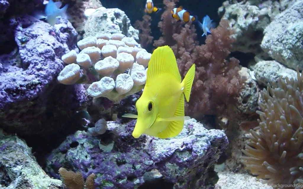Desktop Wallpapers · Gallery · Animals · Yellow Tang Popular ...