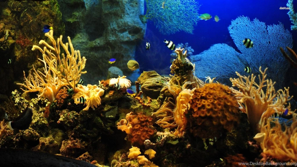 Tropical HD Wallpapers, Animal Backgrounds