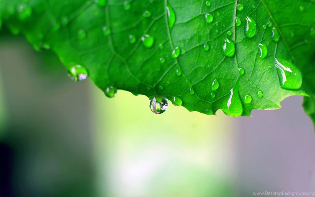 Water Drops Falling From A Leaf