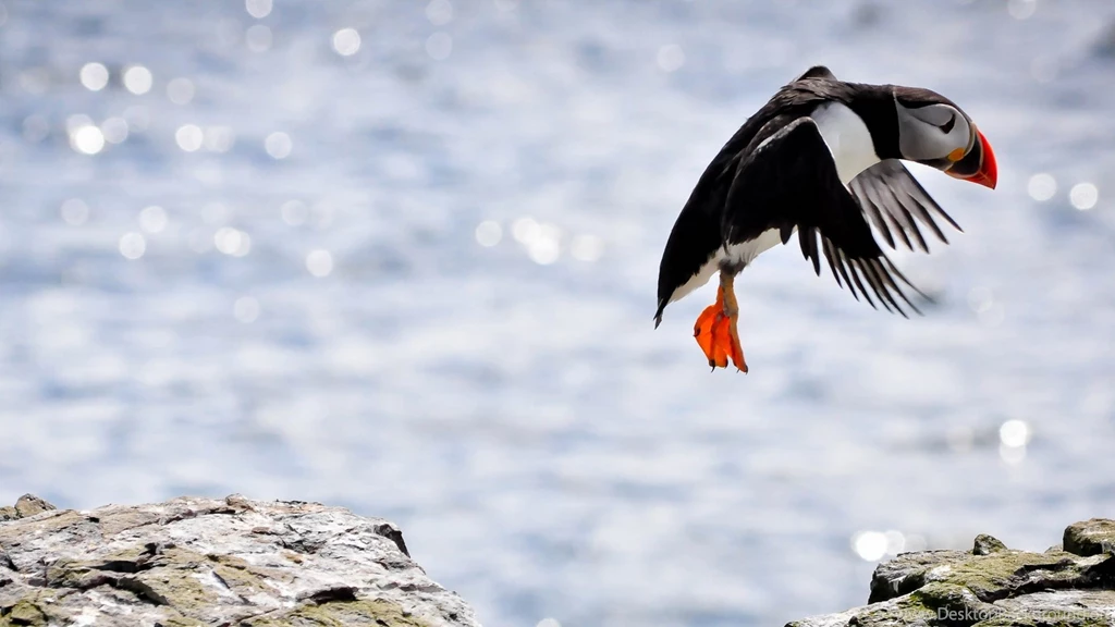 58 Puffin HD Wallpapers