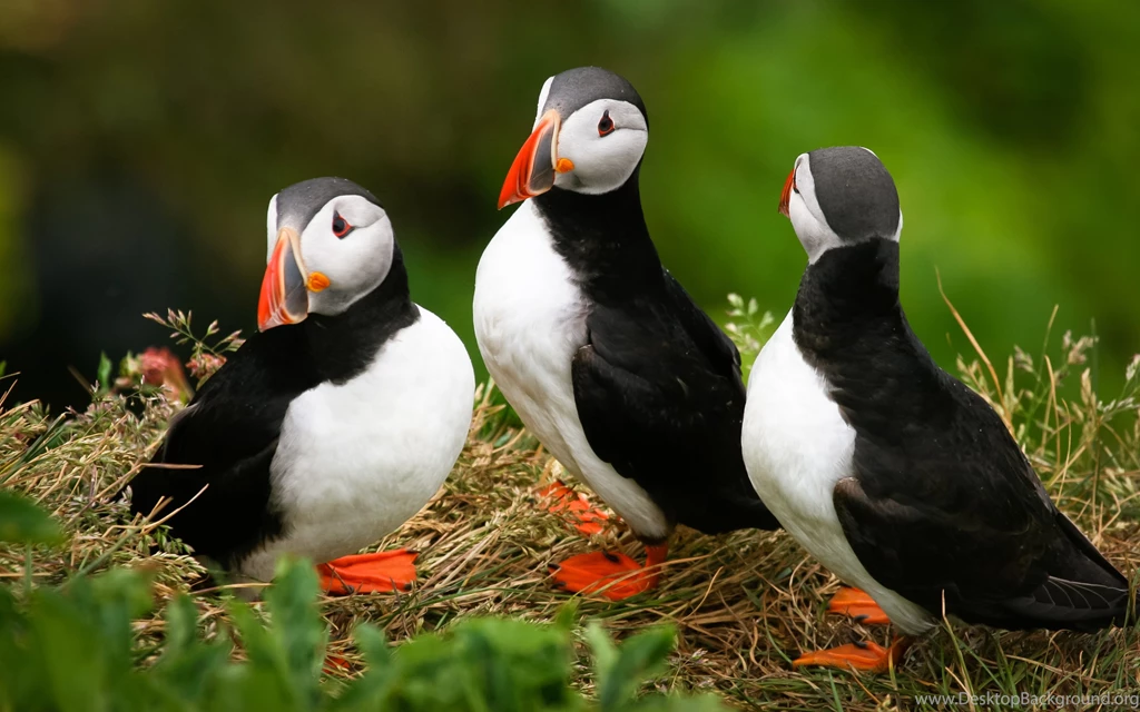 58 Puffin HD Wallpapers