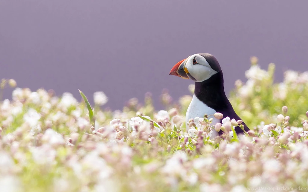 58 Puffin HD Wallpapers