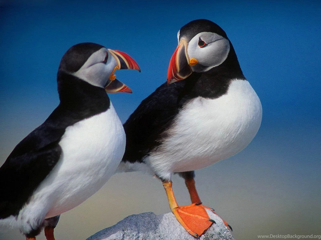 Puffin Wallpapers Animals Town