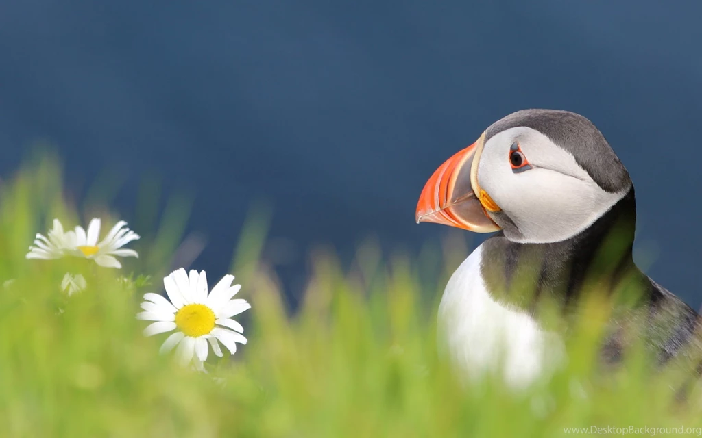 26 Stunning HD Puffin Bird Wallpapers HDWallSource.com