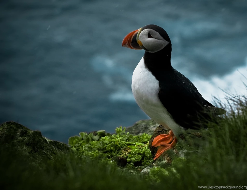 Cute Puffin HQ Wallpapers