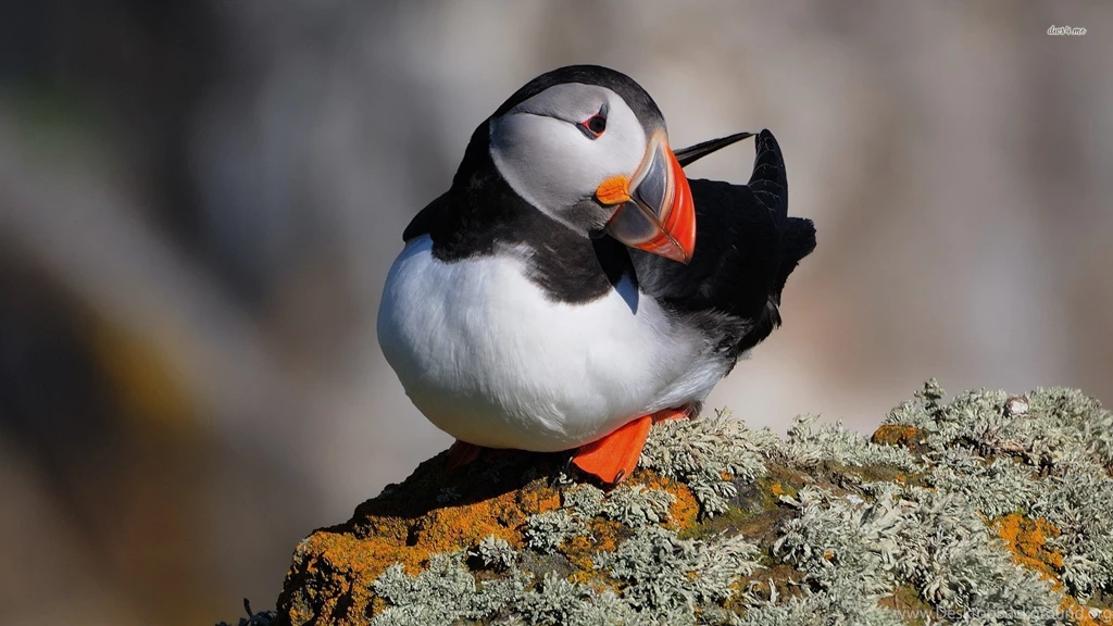 Puffin Wallpapers Animal Wallpapers