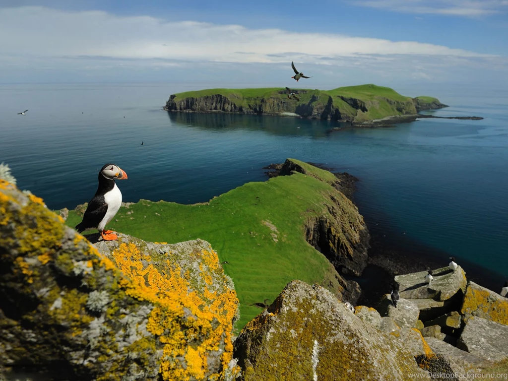 58 Puffin HD Wallpapers