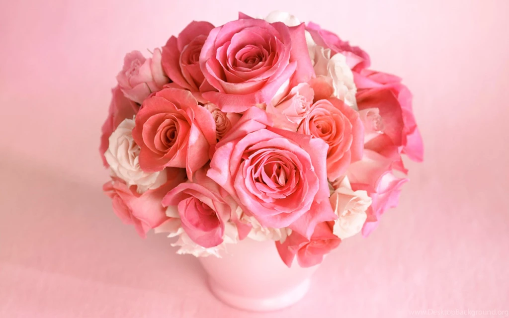 Rose Flower HD Wallpapers 22