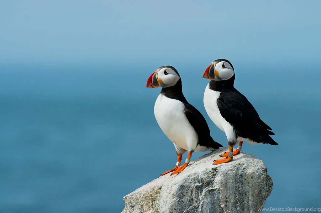 Atlantic Puffin Wallpapers