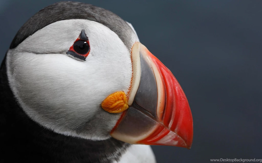 Cute Puffin Wallpapers