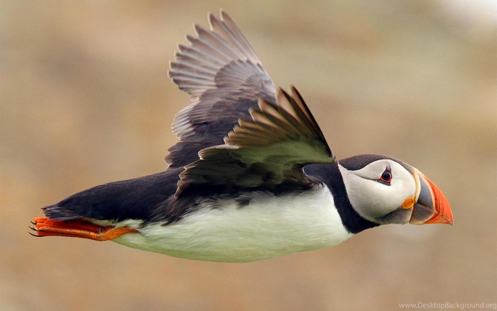 Bird atlantic puffin seabird flight wallpaper 1680x1050 ...