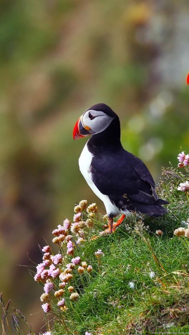 Atlantic Puffin Wallpapers