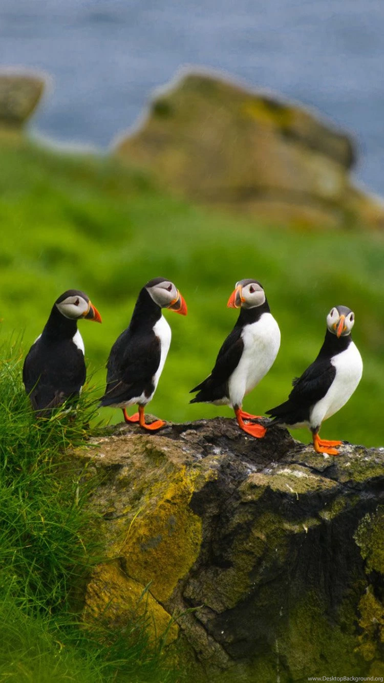 Interestingly Puffin Iphone 6 Wallpapers