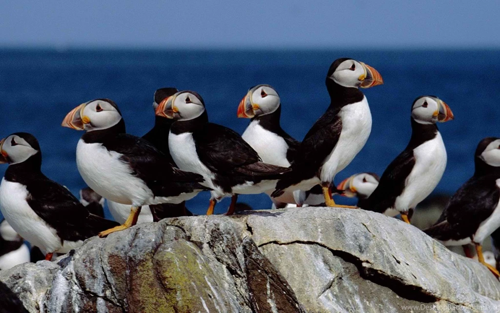Atlantic Puffin Swimming Wallpaper.