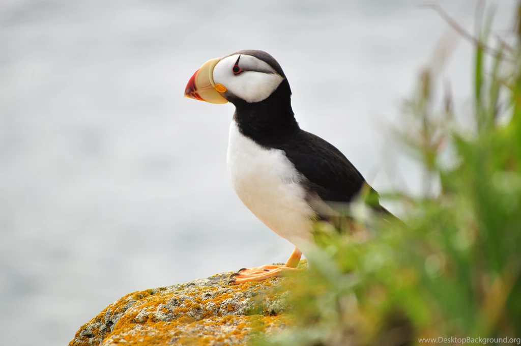 Puffin Wallpapers HD 2794 1920x1200 UMad.com