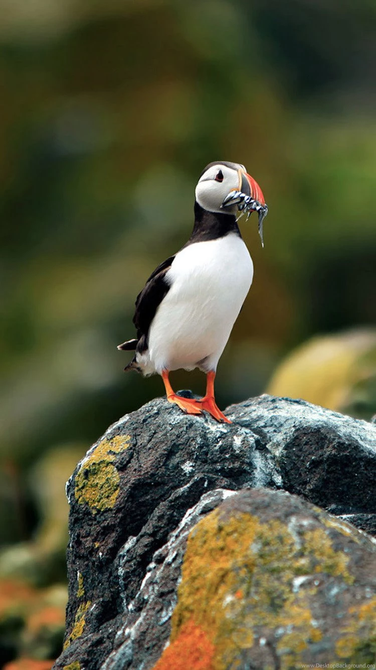 New Puffin Iphone 6 Wallpapers