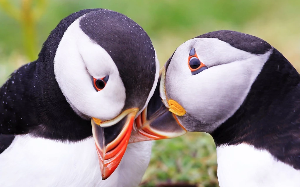 Download Free Modern Puffin The Wallpapers 1920x1200px