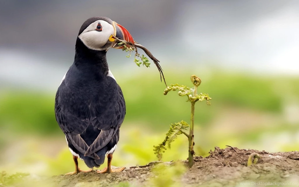 Puffin Bird Wallpapers 2798 1920x1200 UMad.com