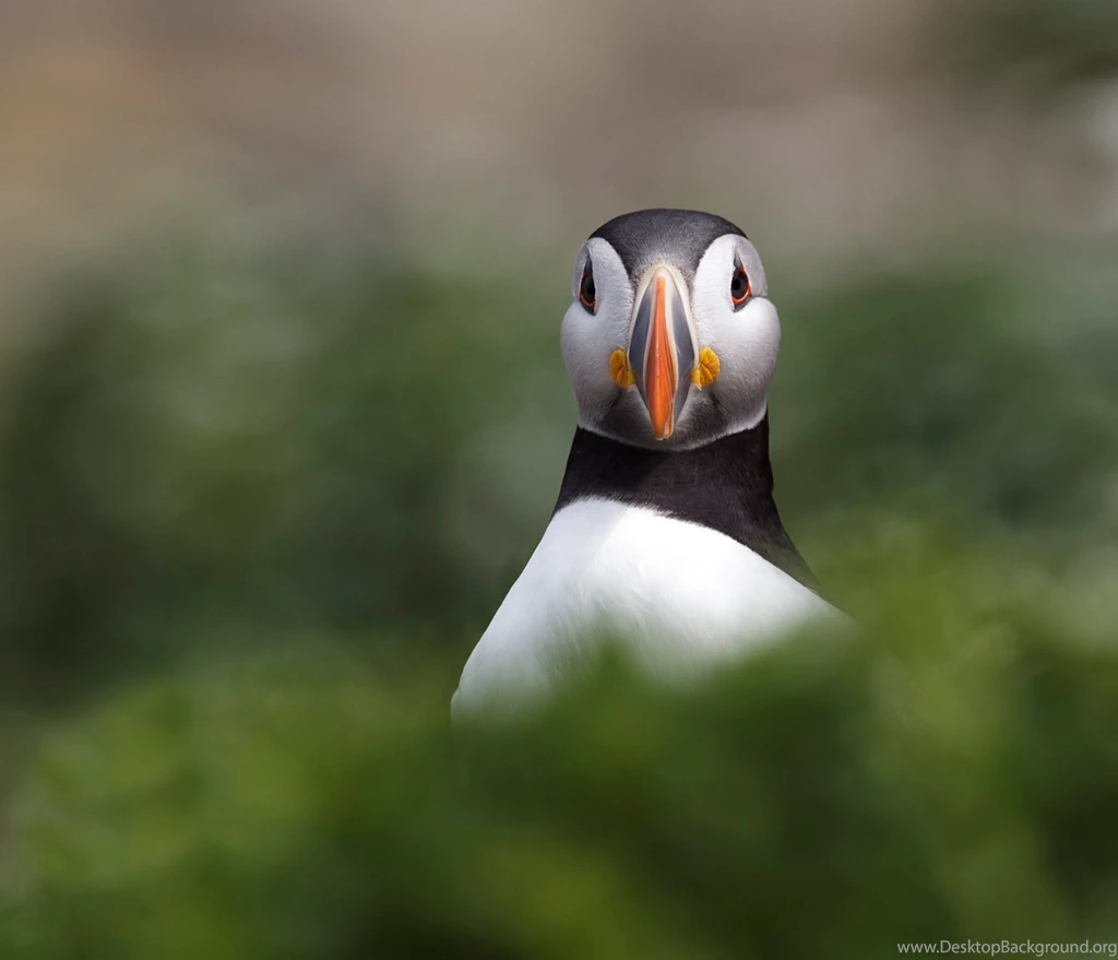 High Quality Puffin Wallpapers