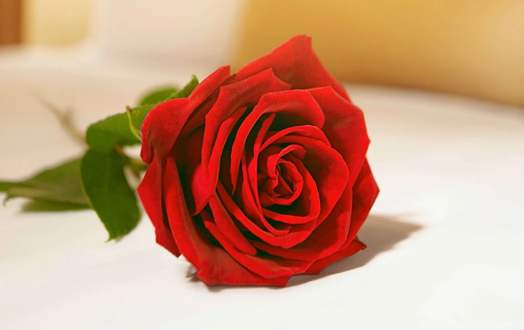 VALENTINES DAY Mood Love Holiday Valentine Rose Roses Flowers ...