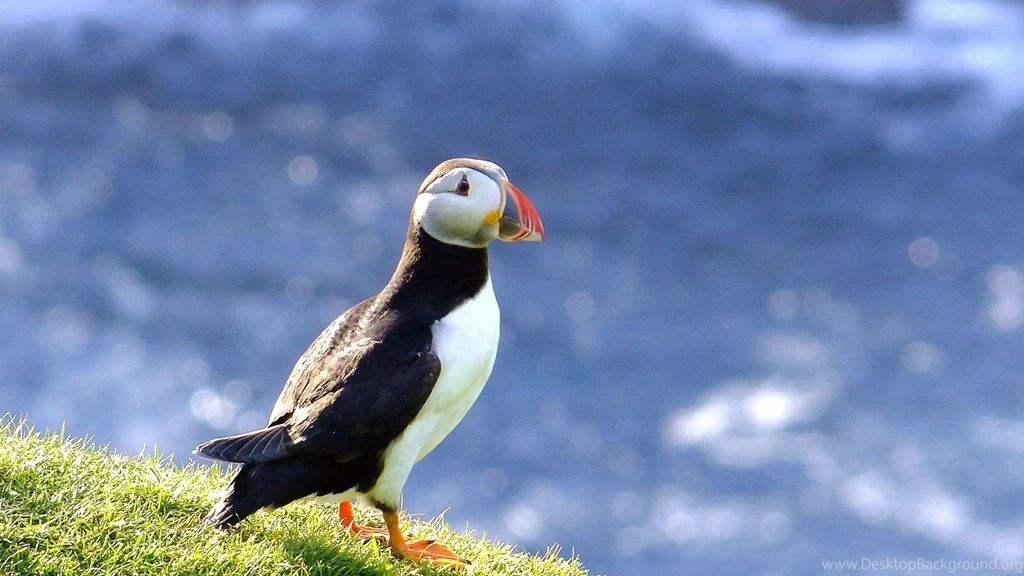Puffin Wallpapers