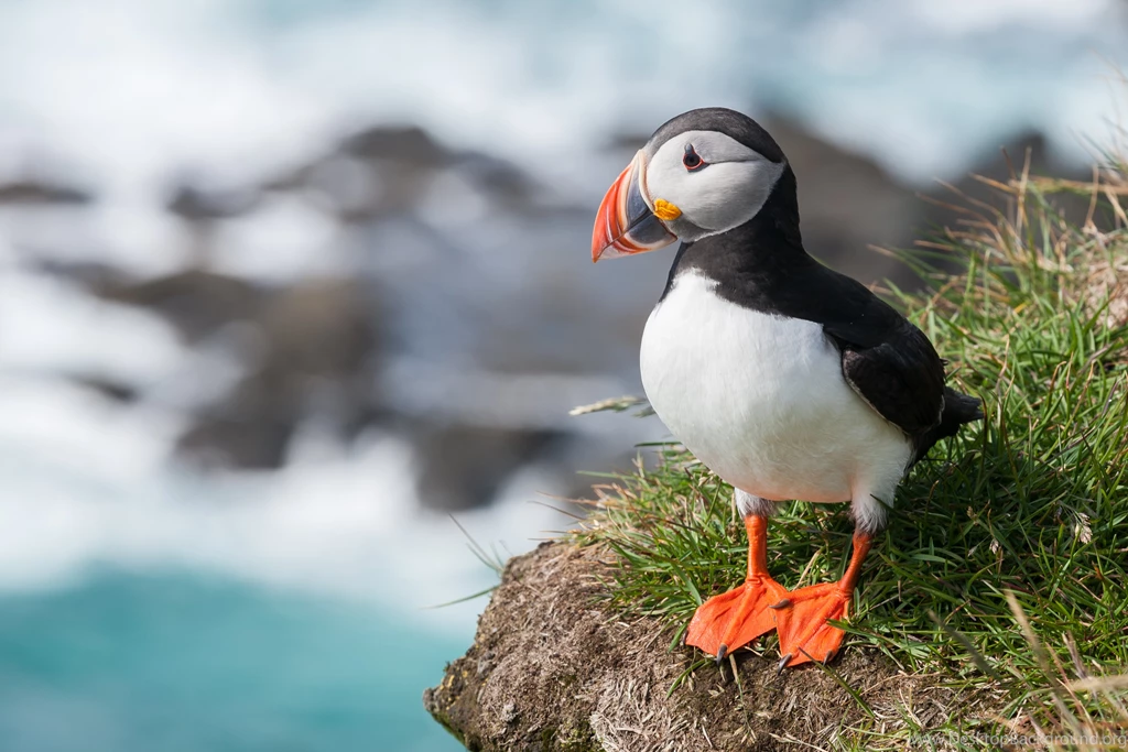 Baby Puffin Wallpaper.