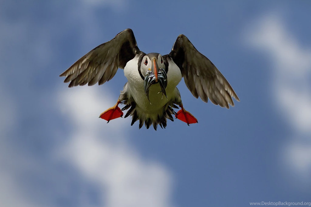 Top Download Puffin Wallpapers Wallpapers