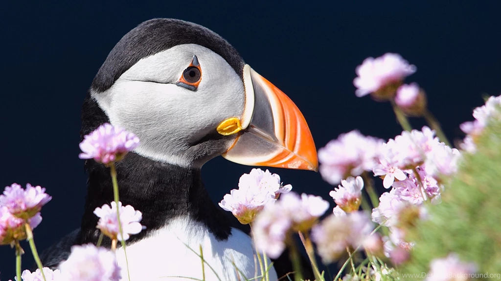 Puffin HD Wallpapers. 4K Wallpapers