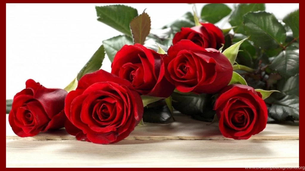 Download Happy Valentine's Day Red Rose Wallpapers Free