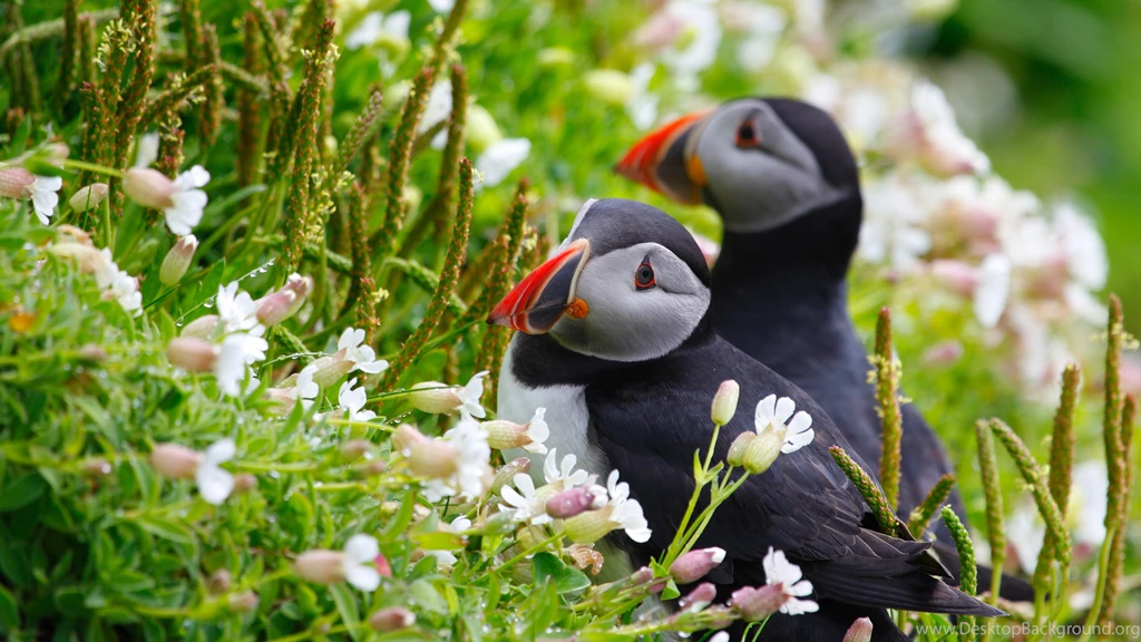 Gallery Of Puffin Images On Animal Picture Society