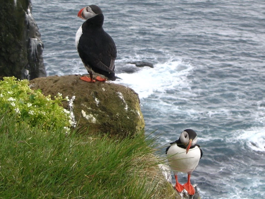 Puffin Screensavers