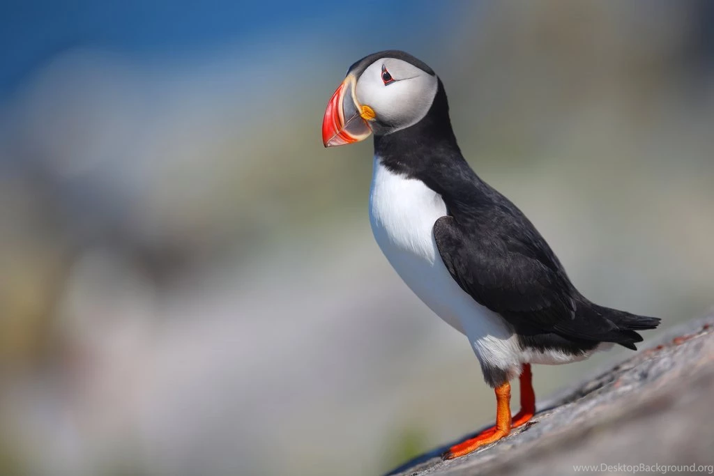 Beautiful Birds Wallpapers HD Pictures