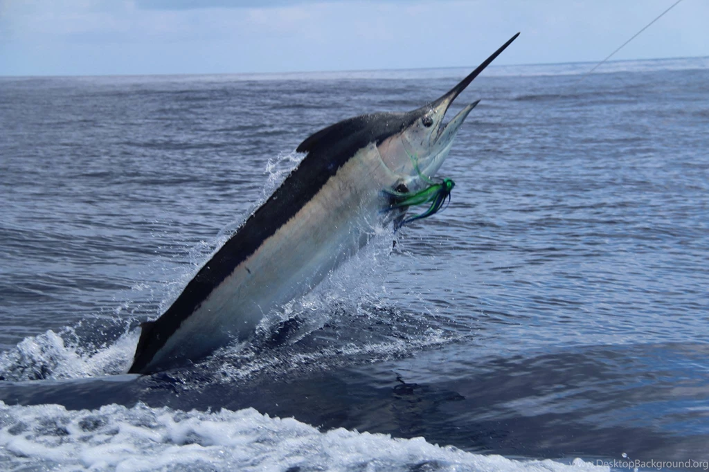 FISHING Fish Sport Fishes Ocean Sea Marlin Battle Wallpapers ...