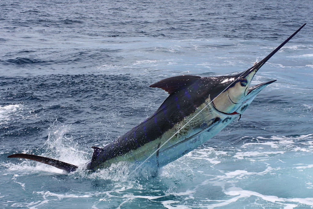 FISHING Fish Sport Water Fishes Ocean Sea Marlin Battle Wallpapers ...