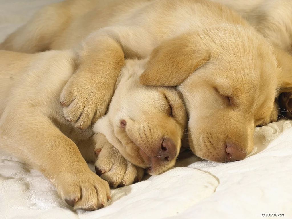 Hd Wallpapers Dogs (10)