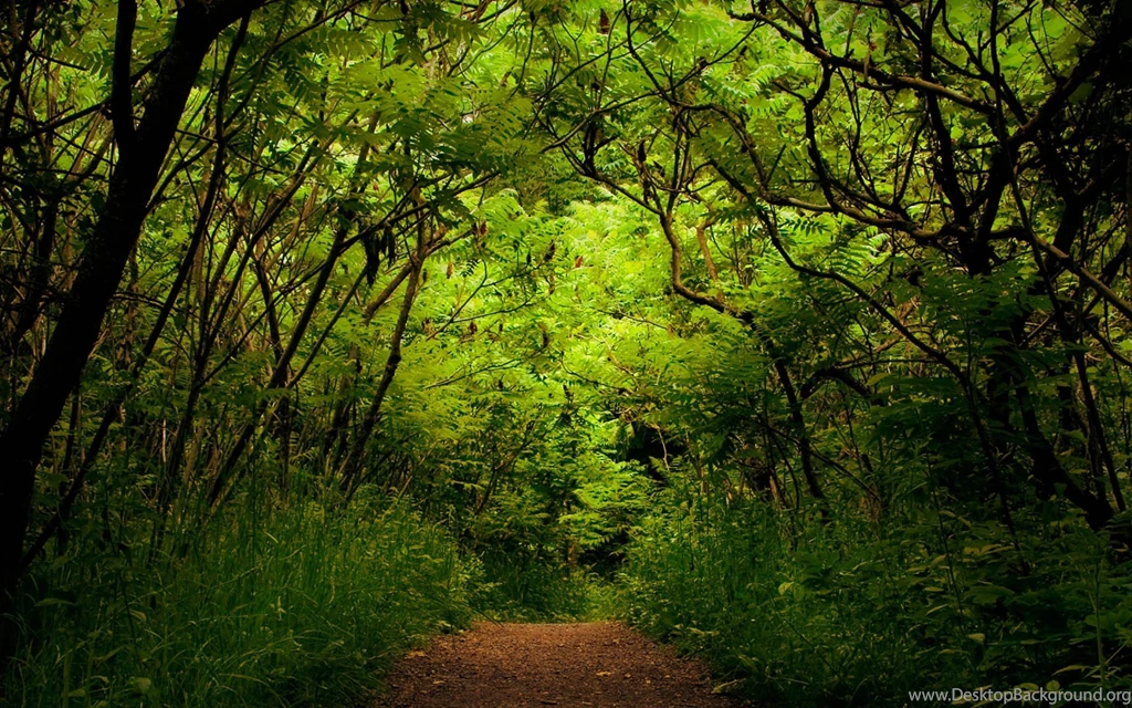 Wallpapers Dark Path In Jungle 2560x1600