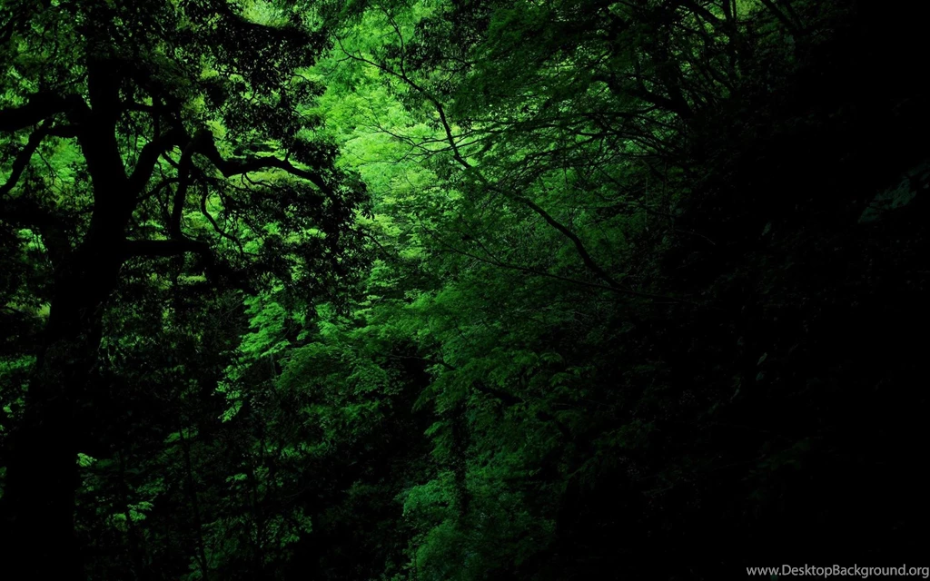 30 Jungle HD Wallpapers