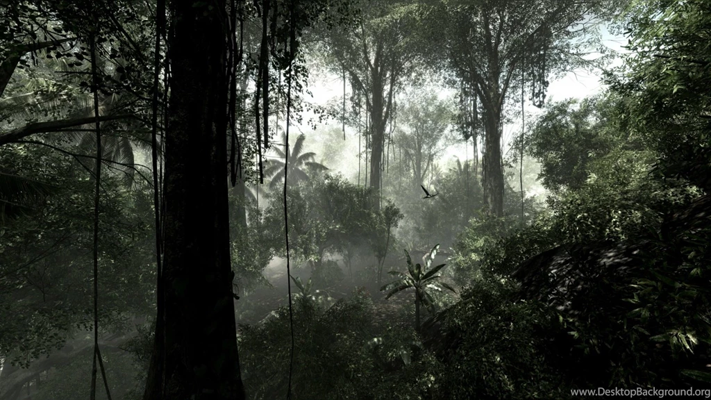 Jungle Backgrounds Wallpapers