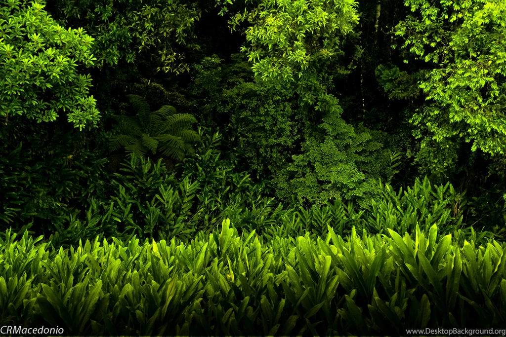 Customize.org   Download Themes, Skins, Wallpapers And Icons For ...