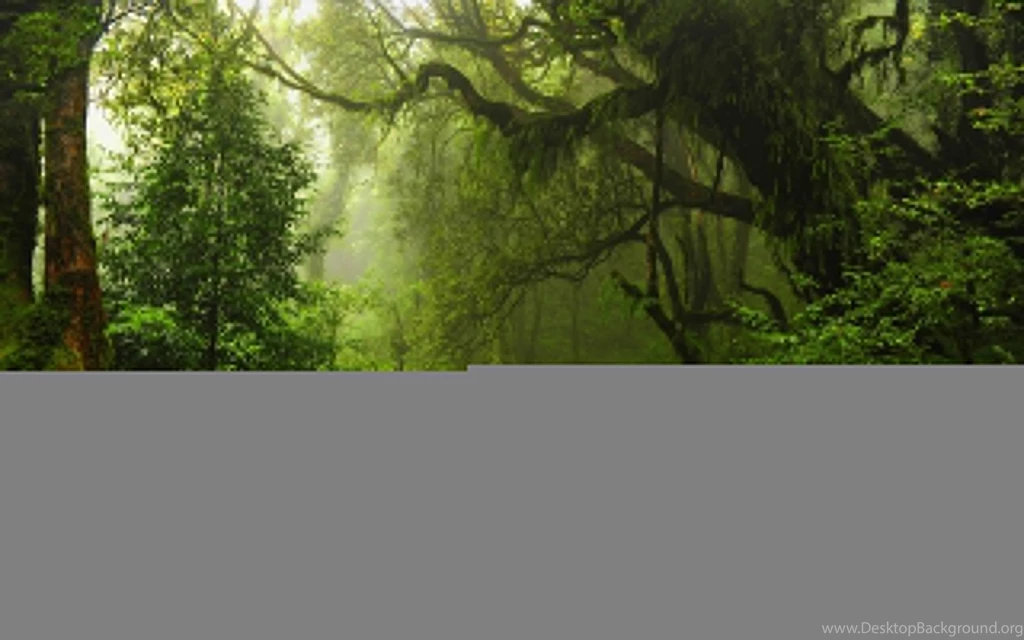Download Green Forest Wallpapers