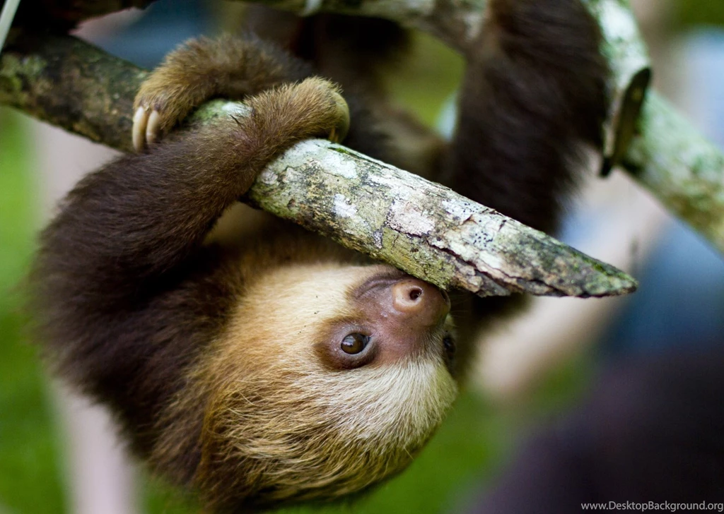Sloth Wallpapers Pictures On Animal Picture Society