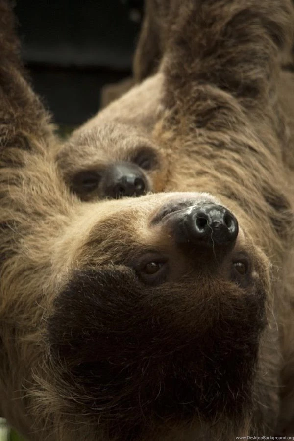 Baby Sloths Wallpaper Images Android Apps On Google Play