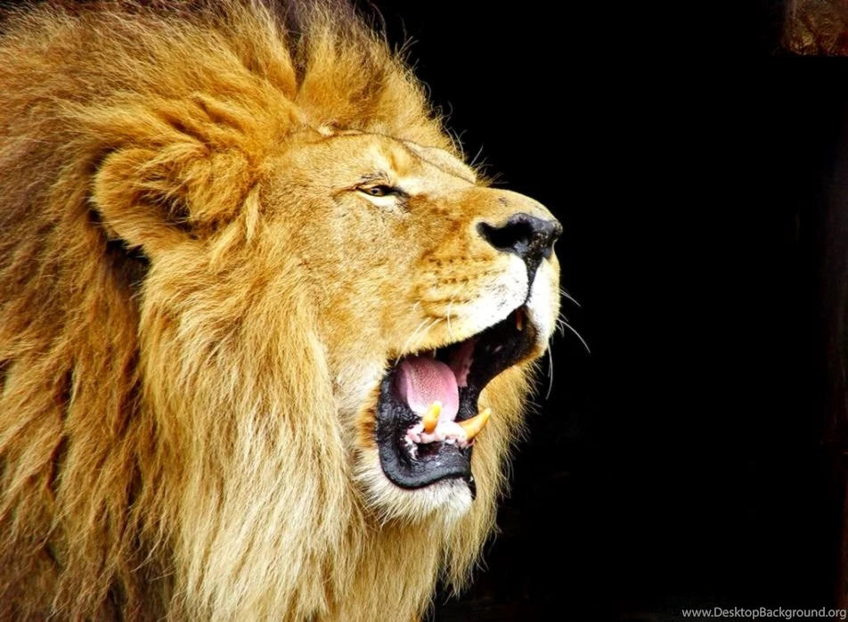Lion Roar Wallpapers Hd