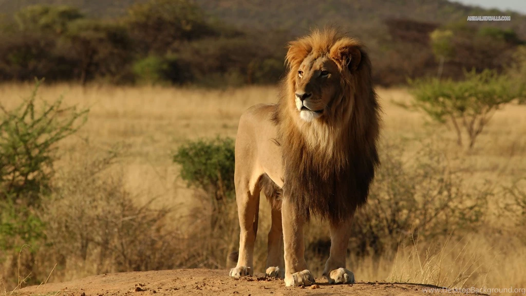 Angry Roaring Lion Hd Dekstop Wallpapers Angry Roaring Lion Desktop