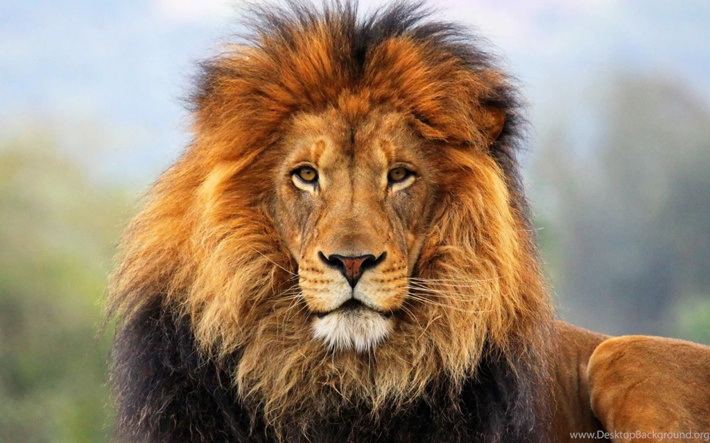 Lion Backgrounds Download Hd Photo At Digitalimagemakerworld Com Free